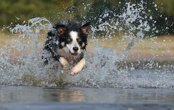 What Are the Best Tips for Safely Introducing Your Pet to Water Bodies Like Pools and Lakes?